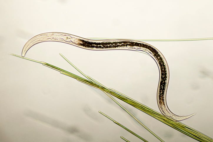 €7 million project set to tackle the emerging parasites threatening Europe’s crop production