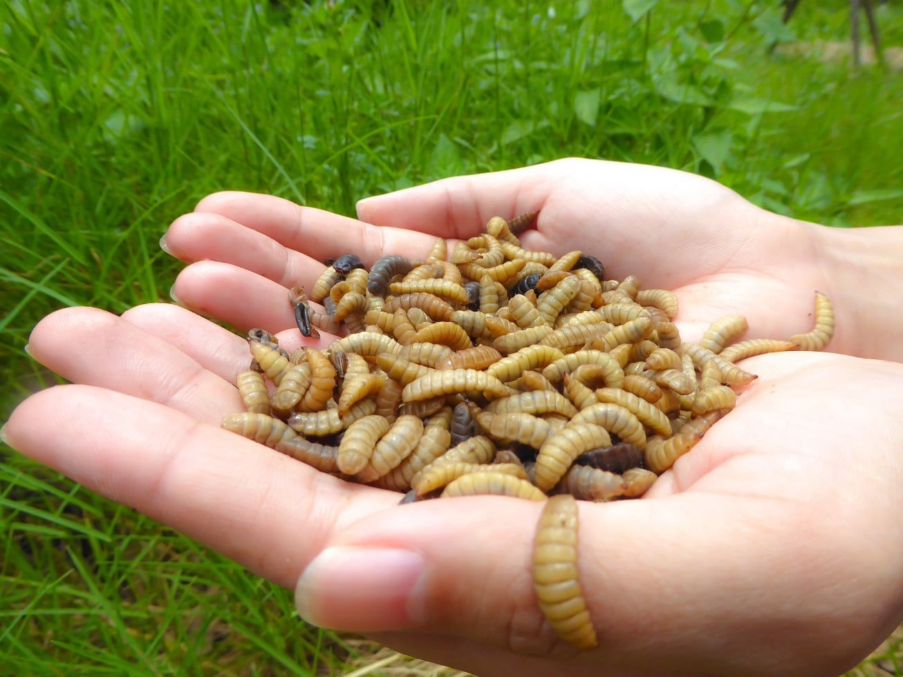 Study-BSF-meal-improves-survivability-yields-and-FCR-in-shrimp-diets.jpg