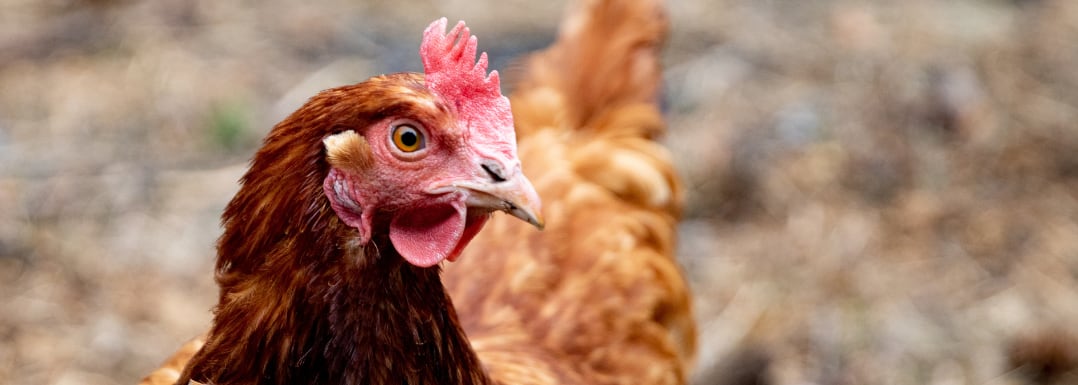 Mycotoxin-mitigation-strategies-for-enhanced-layer-hen-performance.png