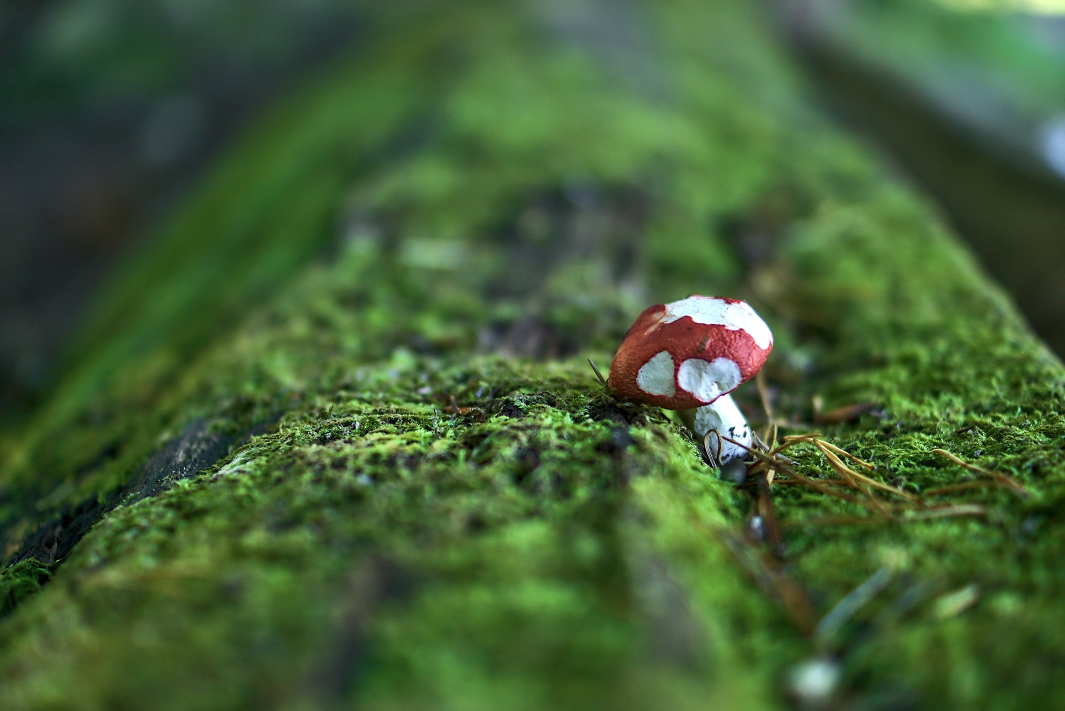 Based near Edinburgh, Rhizocore produces locally adapted mycorrhizal fungi to support woodland regeneration and tree planting.