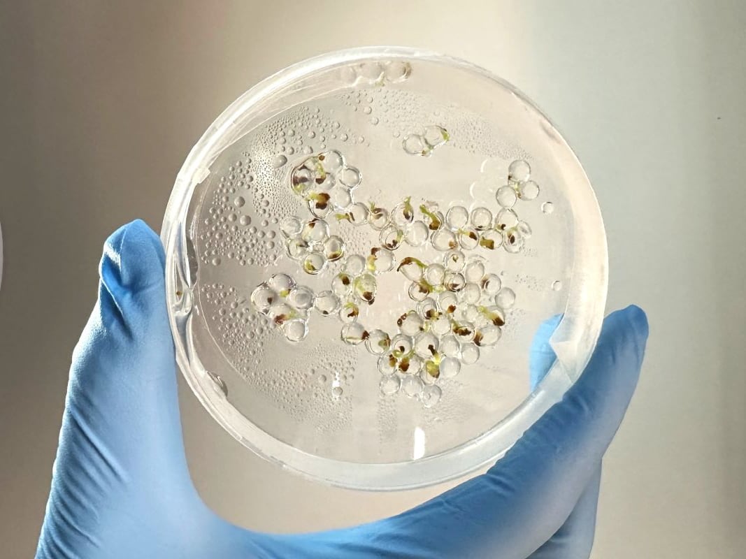 Forays ‘fabricated seeds’ are encapsulated plant embryos grown directly from plant cells that can be sown like a conventional seed to produce a whole plant.