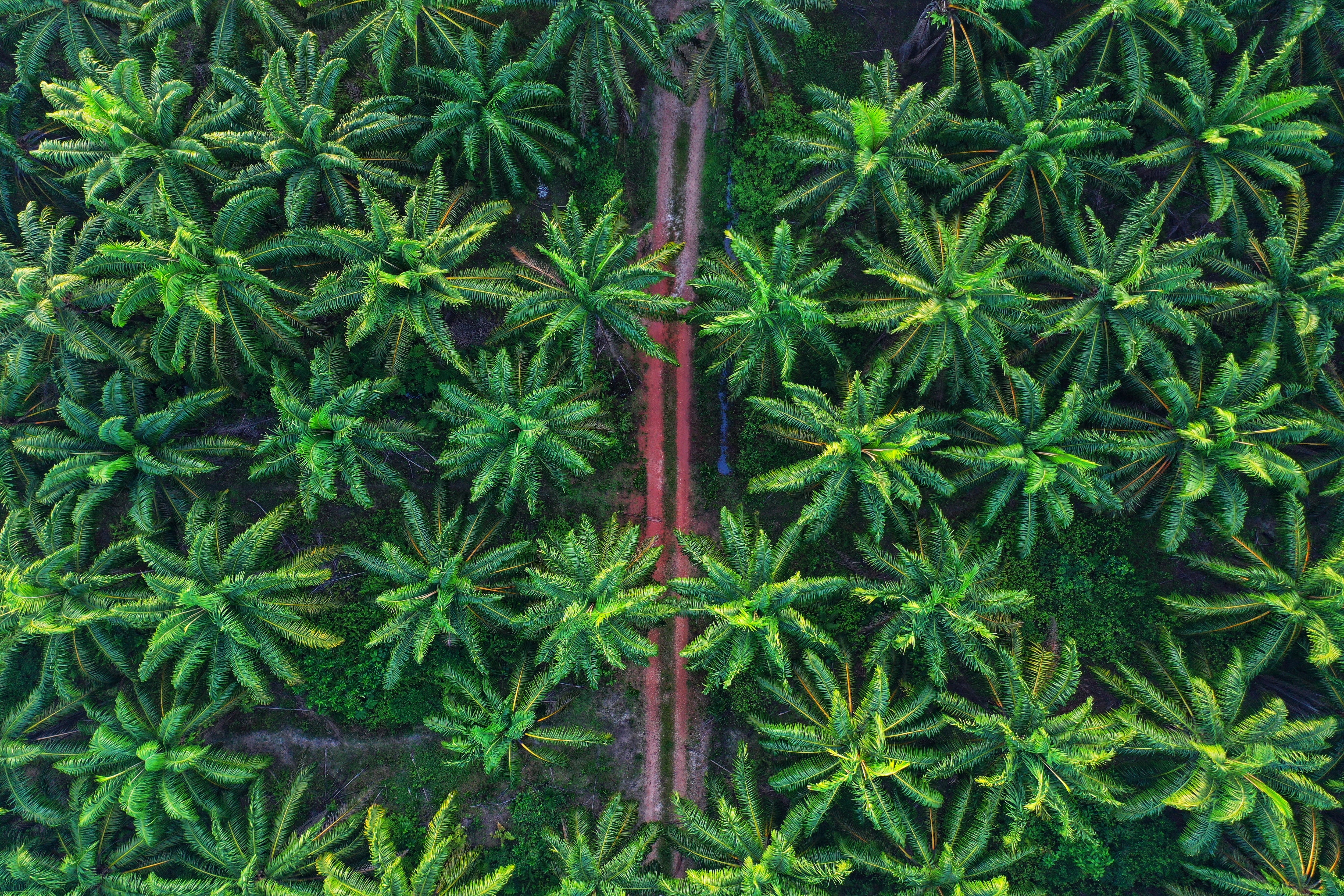 Palm oil giant GAR on why Silicon Valley can’t solve all of ag’s tech needs - Watch