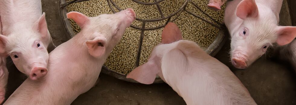 Zero-zinc-oxide-holistic-approaches-to-manage-piglet-gut-health-challenges.jpg