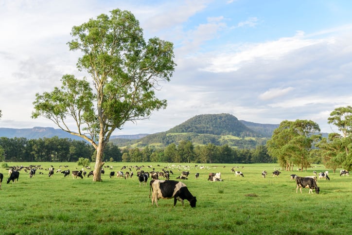 Australian study shows seaweed cuts cow methane without feed or milk impact