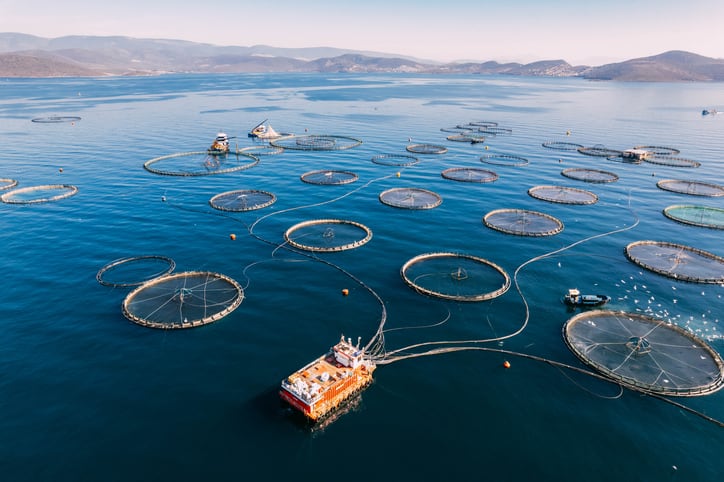 Hatch Blue identifies 9 promising protein-rich aquafeed ingredients  