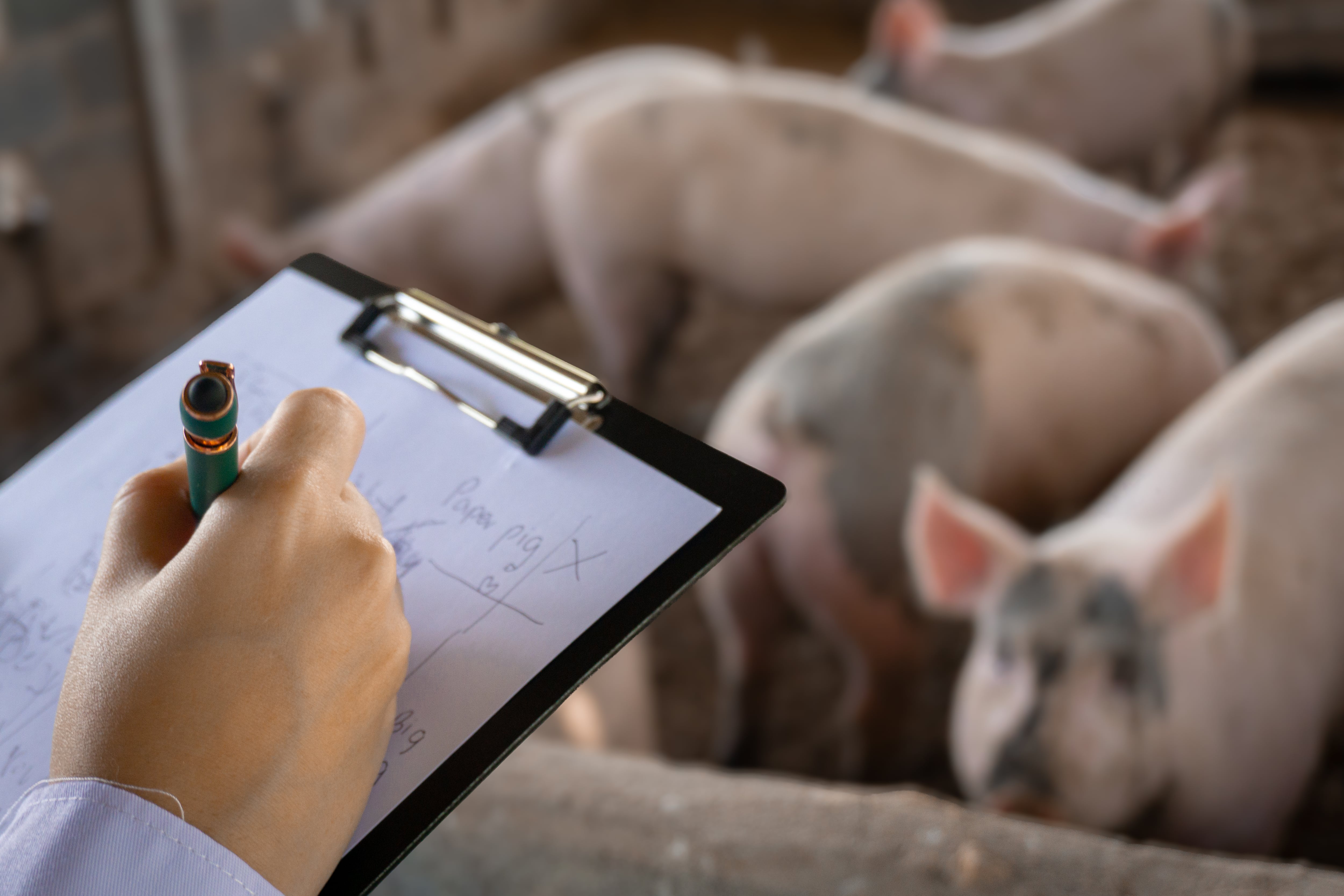 A veterinarian or farm worker is inspecting pigs in barn, holding clipboard and pen to record observations. scene highlights animal care, health monitoring, and farm management