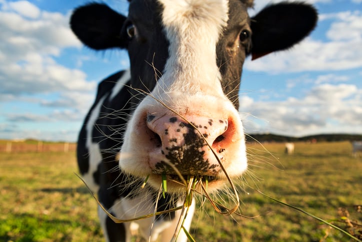 Phage company wins €100K in investor backed dairy challenge 