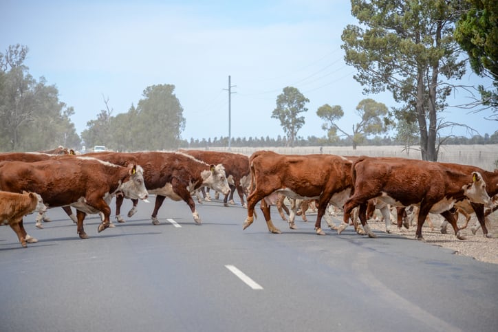 Startup-modulating-the-rumen-microbiome-to-suppress-methane.jpg