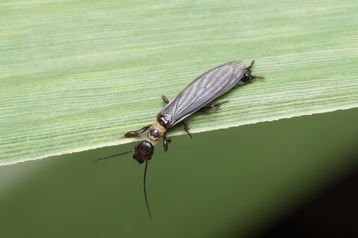 Global partnership aims to develop pest-resistant sugarcane