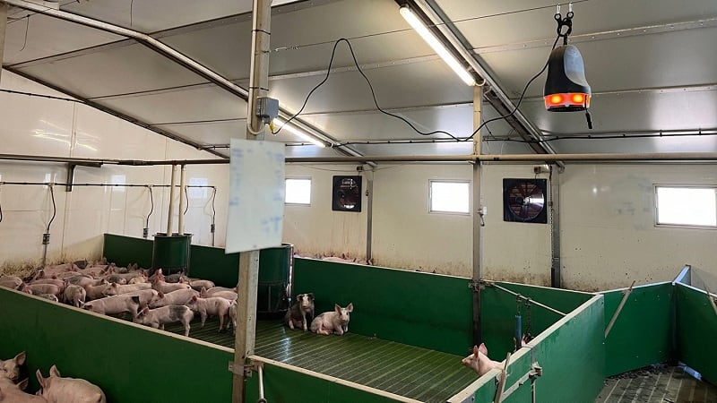 AI-powered early detection system aims to transform pig welfare