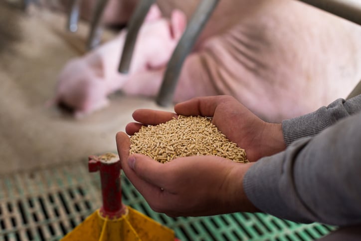 Pig feed set to overtake poultry feed in the EU compound feed sector rankings 