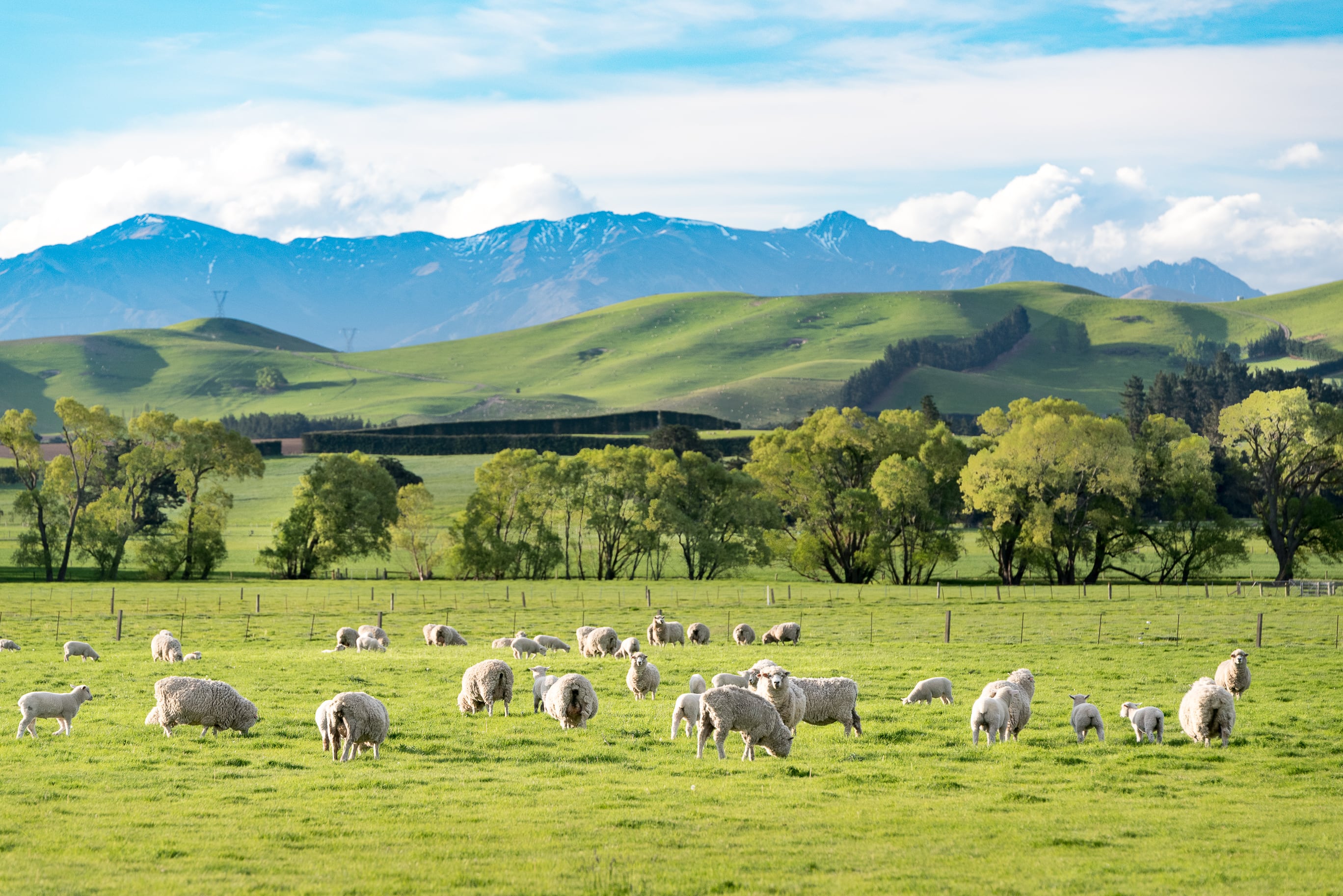 New Zealand farmers ‘hungry’ for new tech, innovation to improve farm efficiency