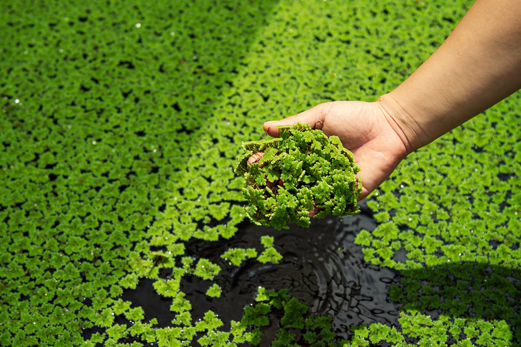 A greener path: Researchers engineer duckweed into a biofactory for pigments and proteins