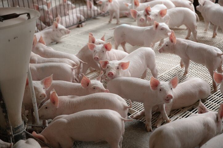 Rising from the ashes: EasyMining champions recycled feed phosphorus from sewage sludge