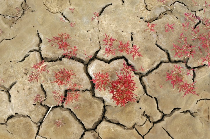 Unleashing the potential of seed breeding: the scientists hoping to feed the world with climate-resilient crops