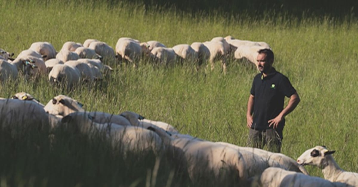 Small ruminant nutrition with live yeast to improve health and management Small ruminant nutrition with live yeast to improve health and management