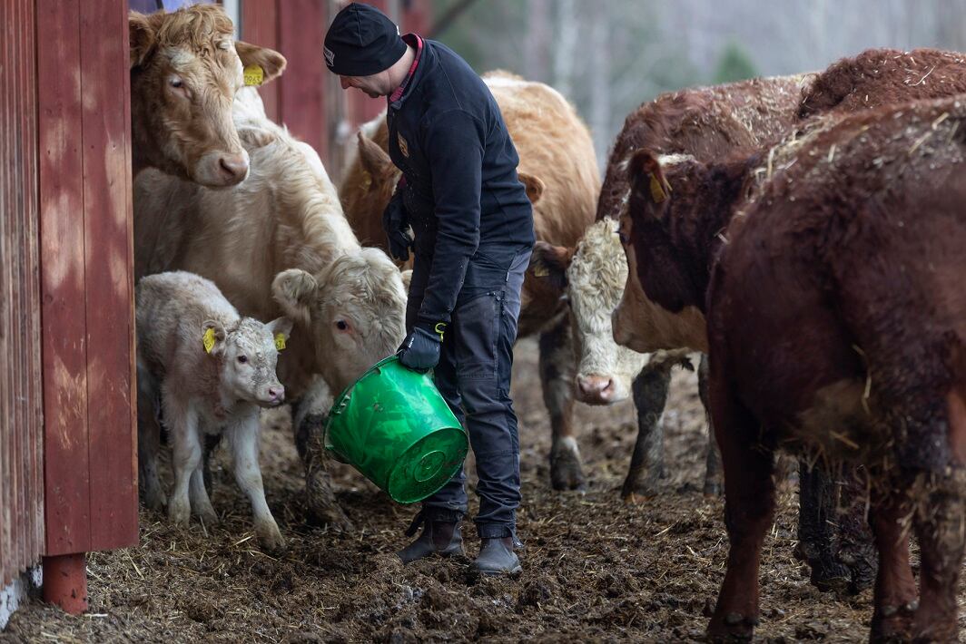 Positive data seen for Volta Greentech's methane emissions targeted seaweed product in beef cattle study 