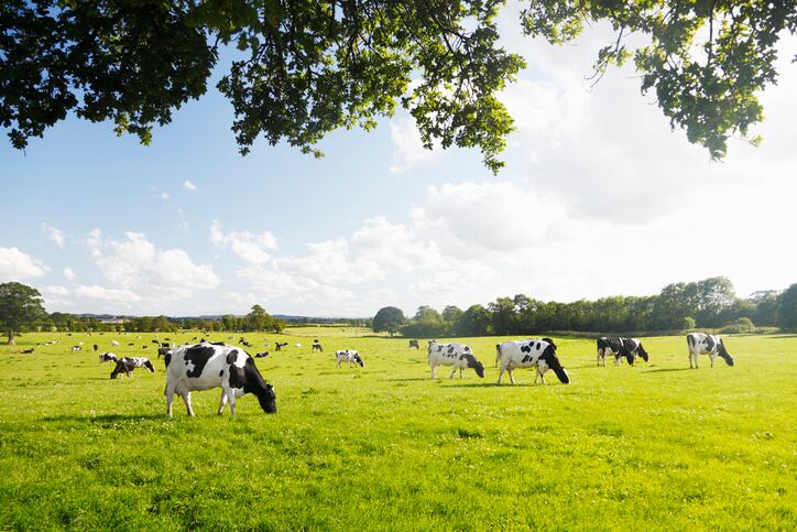Hazel-leaves-added-to-pellets-may-reduce-methane-emissions-in-dairy-cows.jpg