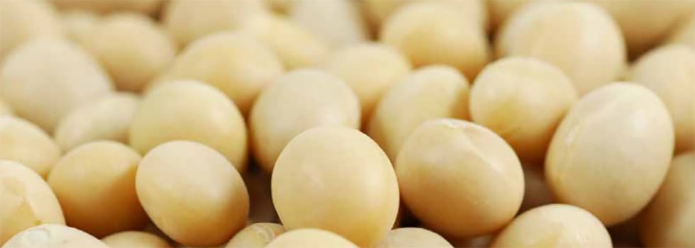Anti-nutritional factors in soy proteins