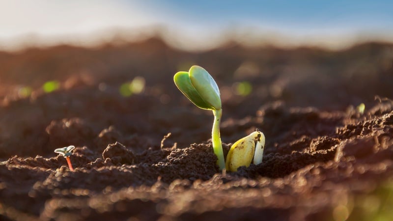 A soybean sprouting.