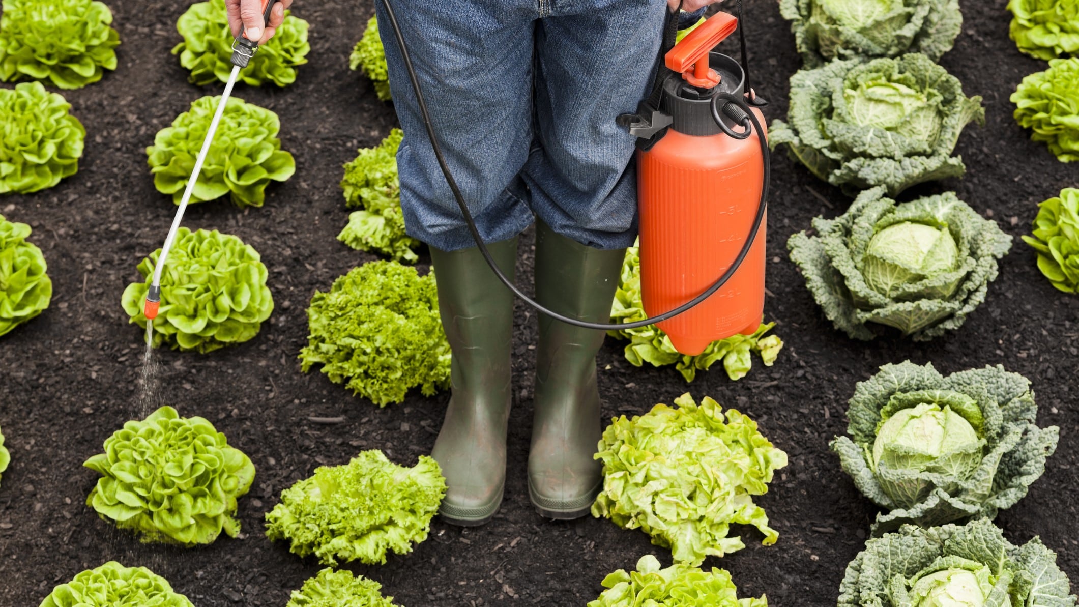 Minimizing pesticide use in agriculture: What are potential strategies for success?