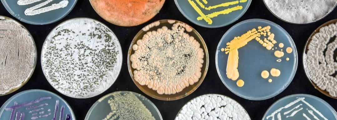 Biologicals-as-sustainable-solutions-for-food-security-in-agtech.jpg