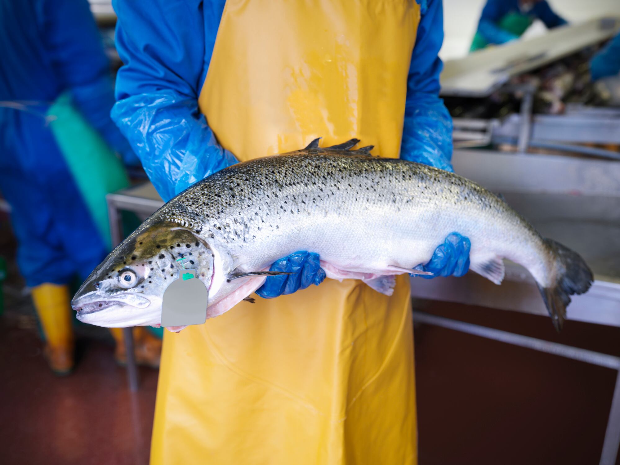 Tide of change: Can seaweed help with fish inflammation?