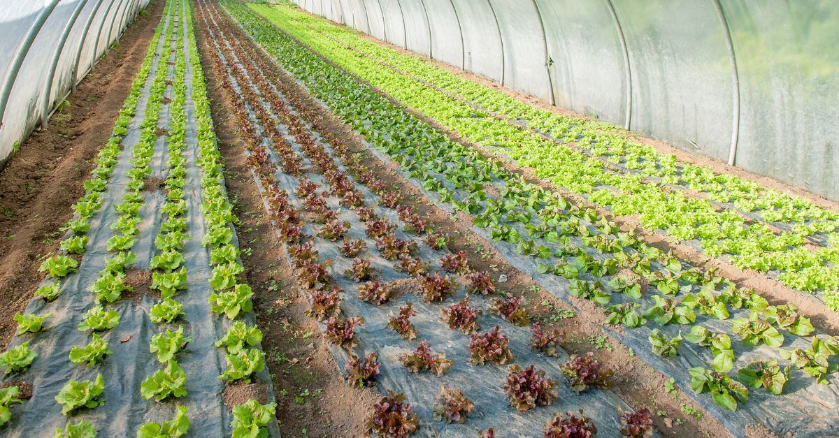Carbon dioxide enrichment company to test its tech with ‘major US lettuce grower’