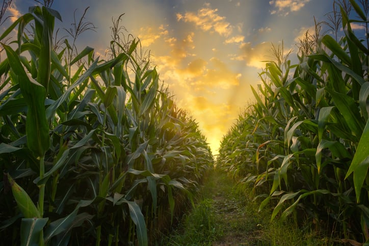 Thailand-considers-corn-import-ban-amid-pollution-concerns.jpg