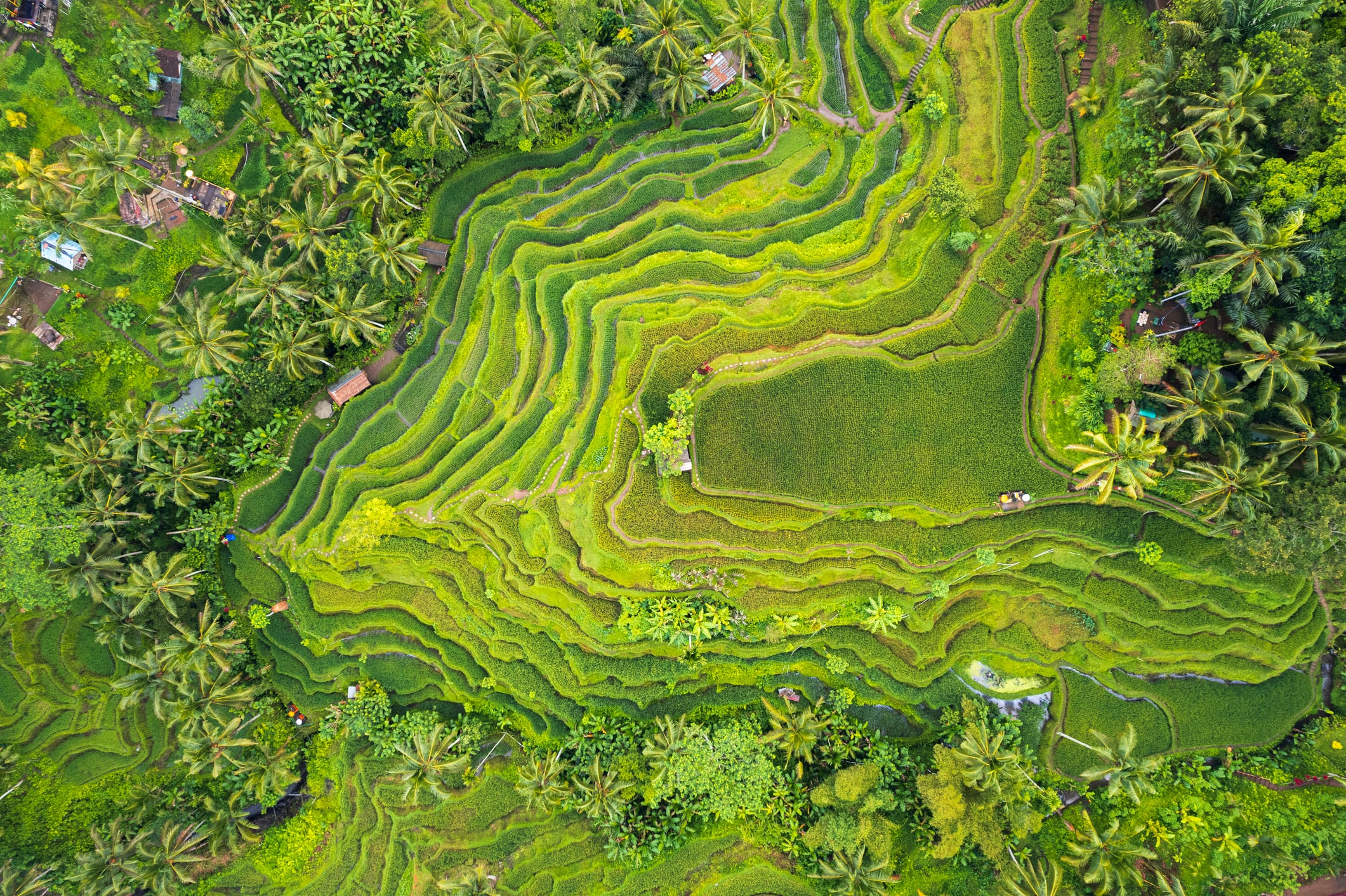 NZN’s technology fits well for rice with field trials already underway for developing its first product.