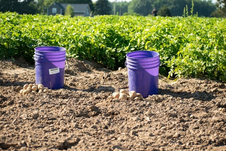 Scientists receive $6m USDA grant to study how to control potato pests without using neonicotinoids