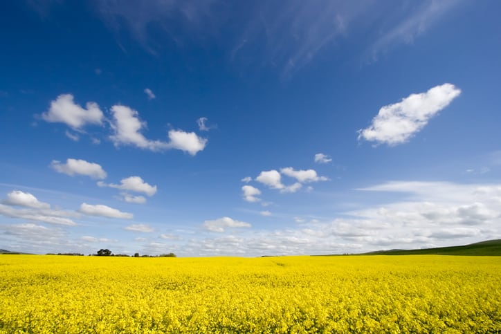 Cargill to expand crush capacity to meet demand for Australian canola and cottonseed oil