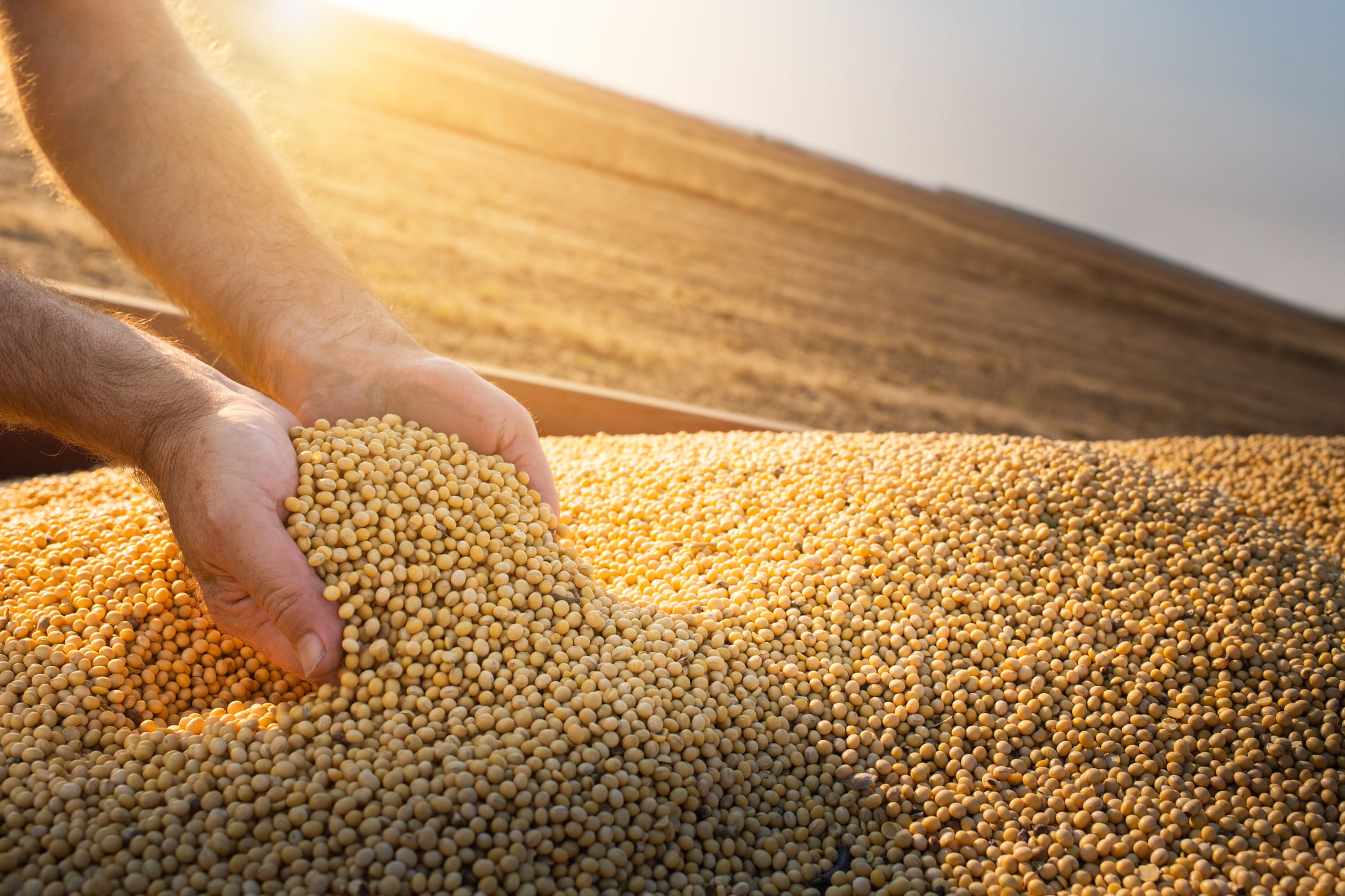 Hands of farmer holding soy beans after harvest