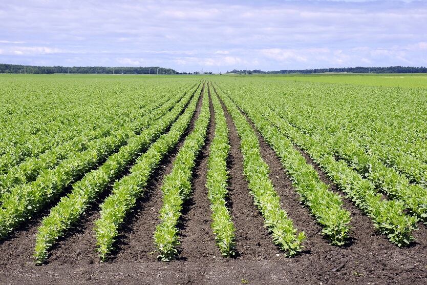 Beneo-ploughs-50m-into-new-pulse-processing-facility.jpg