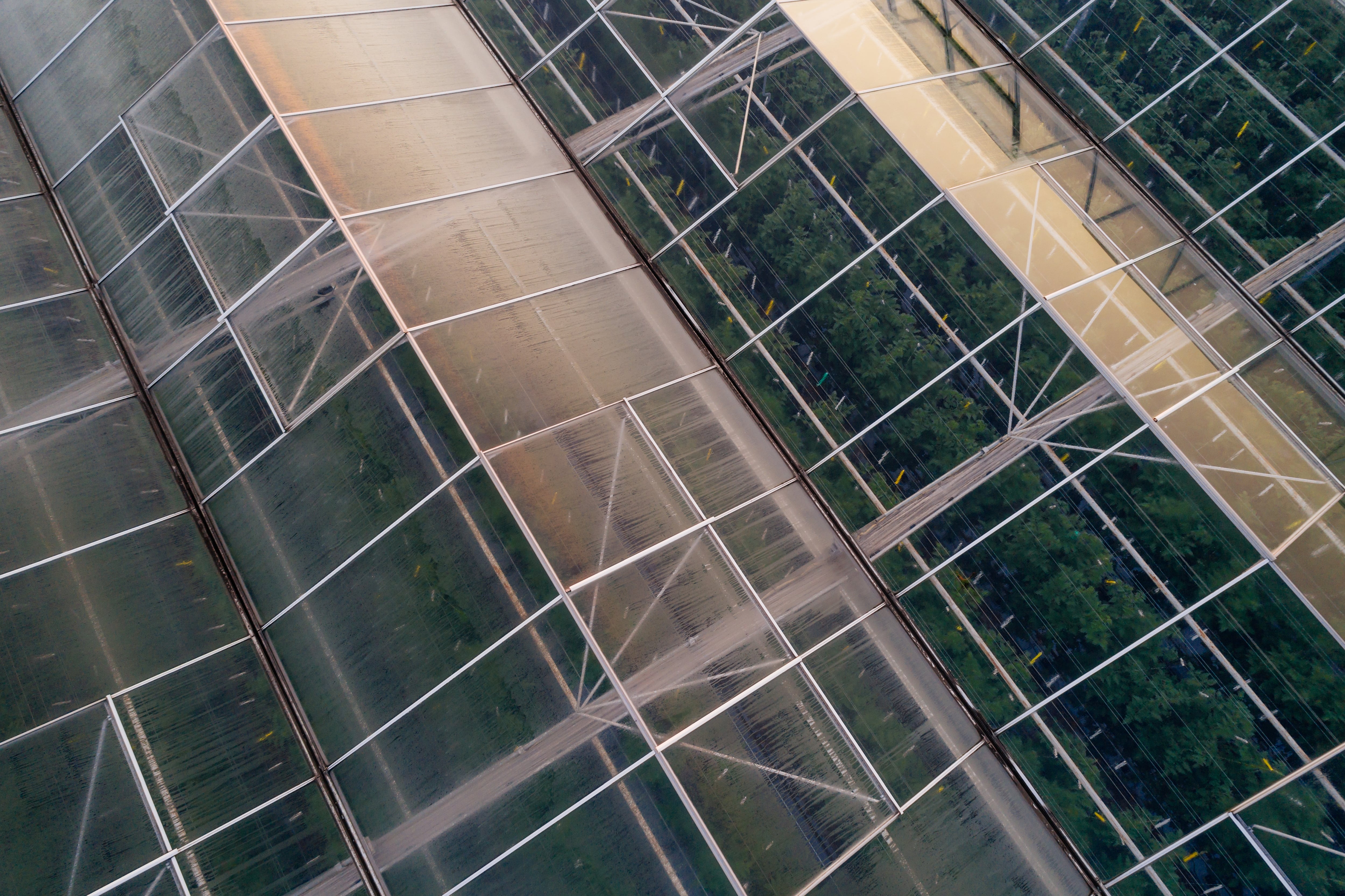 Dutch horticultural suppliers join forces to tackle global labour shortage challenge 