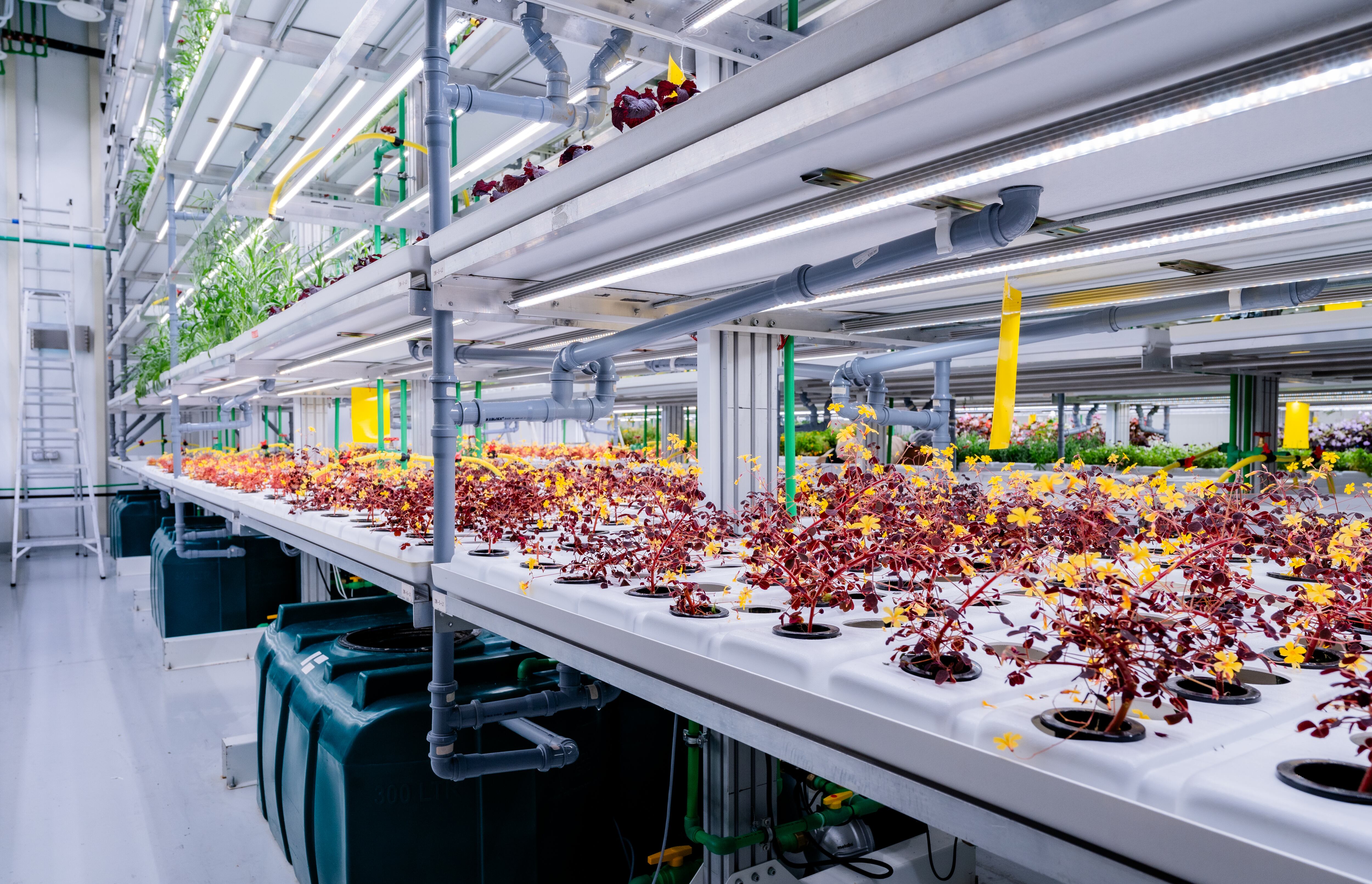 Greeneration’s vertical farm in Dubai, boosting hyperlocal production of premium edible flowers and greens to meet demand from the UAE’s luxury dining and hospitality sectors.