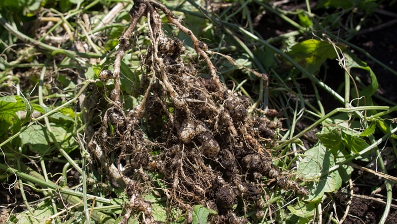 Nematode protection: PI AgSciences receives EPA approval for biochemical, readies U.S. launch