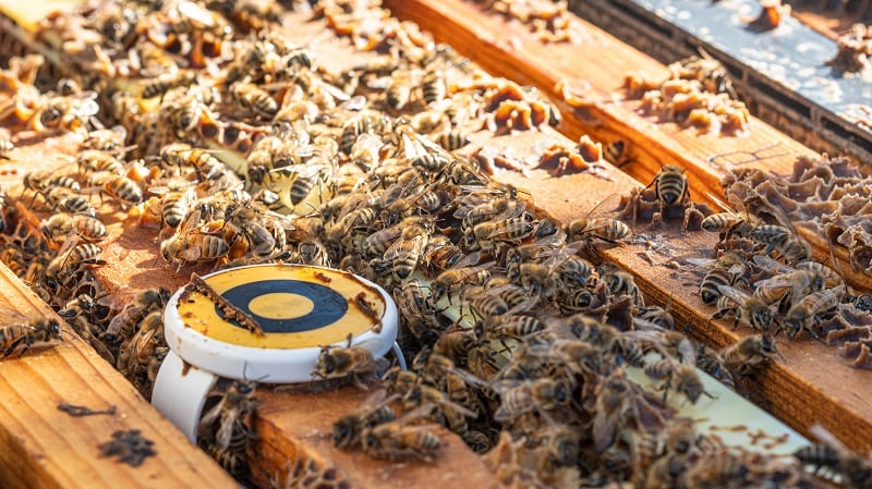 How precision pollination promises to increase crop yields