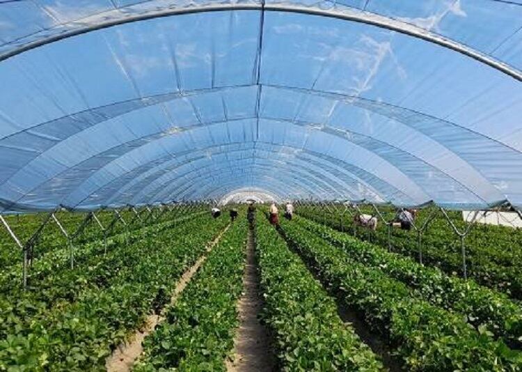 ‘Our ambition is that our product is available in every corner of the planet’: Heat-absorbing roof could help subsistence farmers grow crops in hot climates