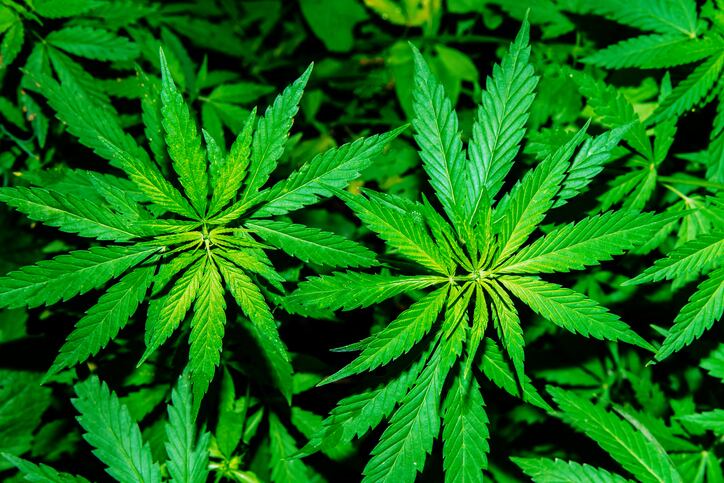 Hemp groups seek regulatory approval for in-feed use