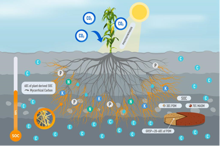 Mycorrhizal-Fungi-Carbon-s-Main-Pathway-to-Soil.png