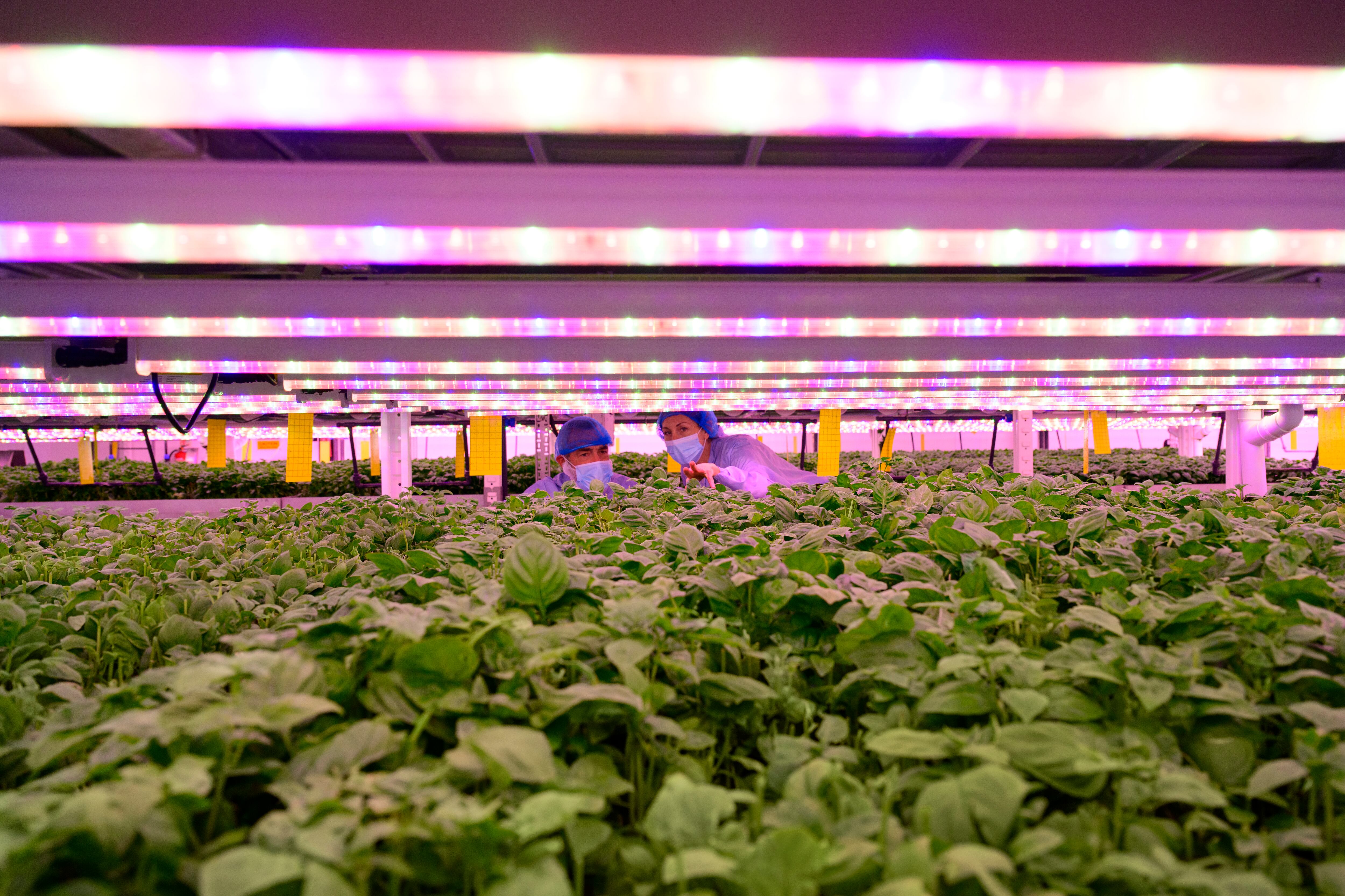 ReFarm Global and IGS have begun development on GigaFarm, an initiative to decarbonise food production in Dubai’s Food Tech Valley