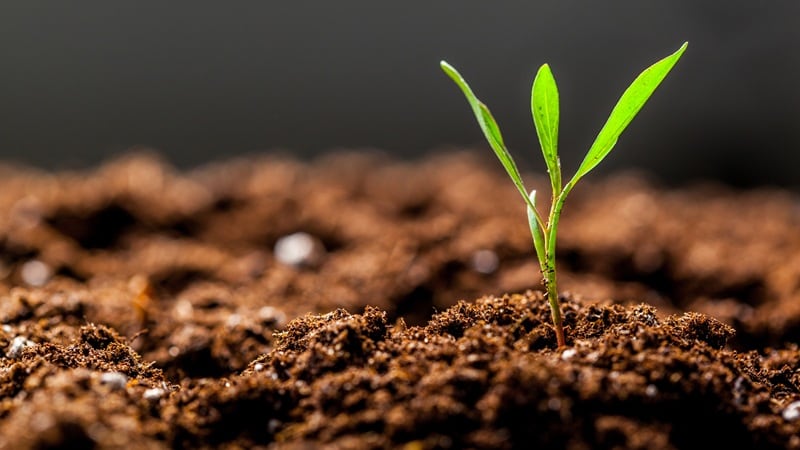 The Regenerative Pilot Program will help farmers adopt sustainable farming practices.