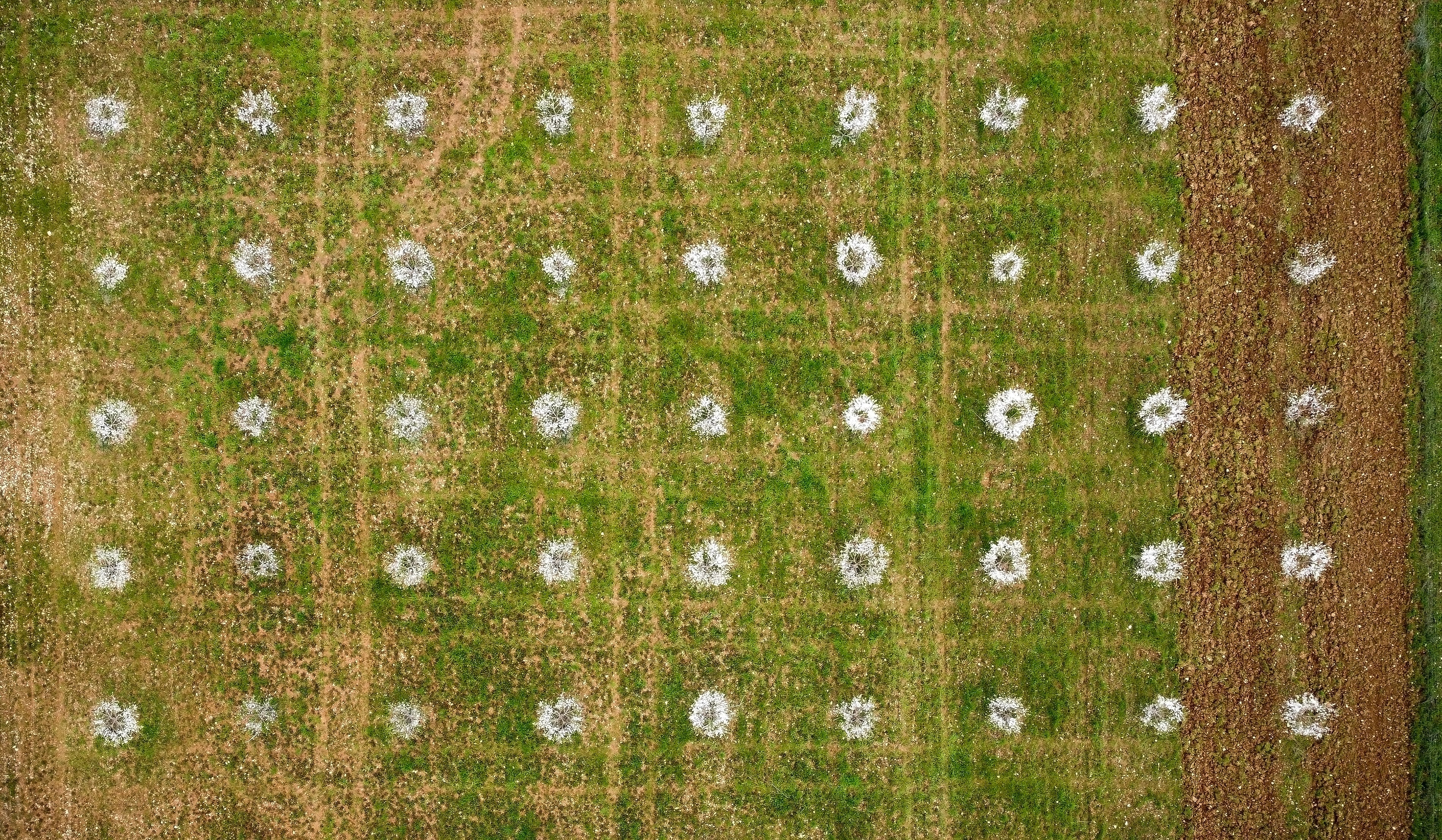 Improved visibility into pollination performance is intended to support more reliable almond production and long term sourcing confidence.