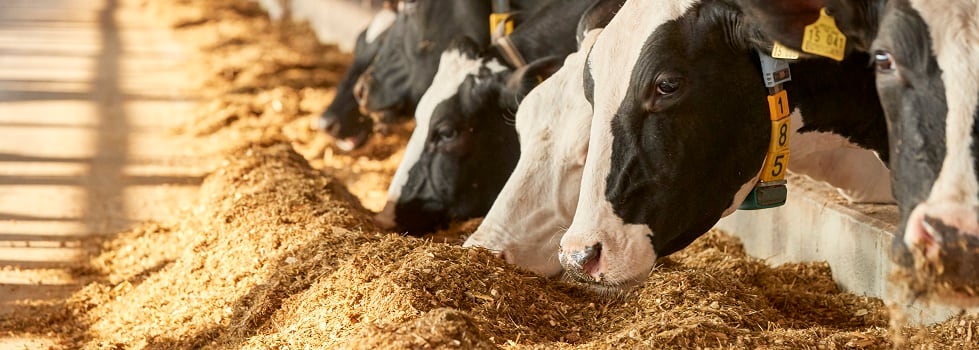 Reducing-nitrogen-emissions-in-animal-husbandry-with-amino-acid-enriched-feed.jpg