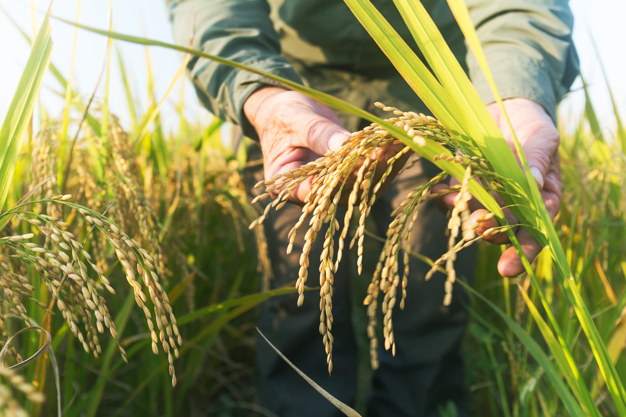 True value: Why rice supply chain will increasingly focus on climate-smart practices 