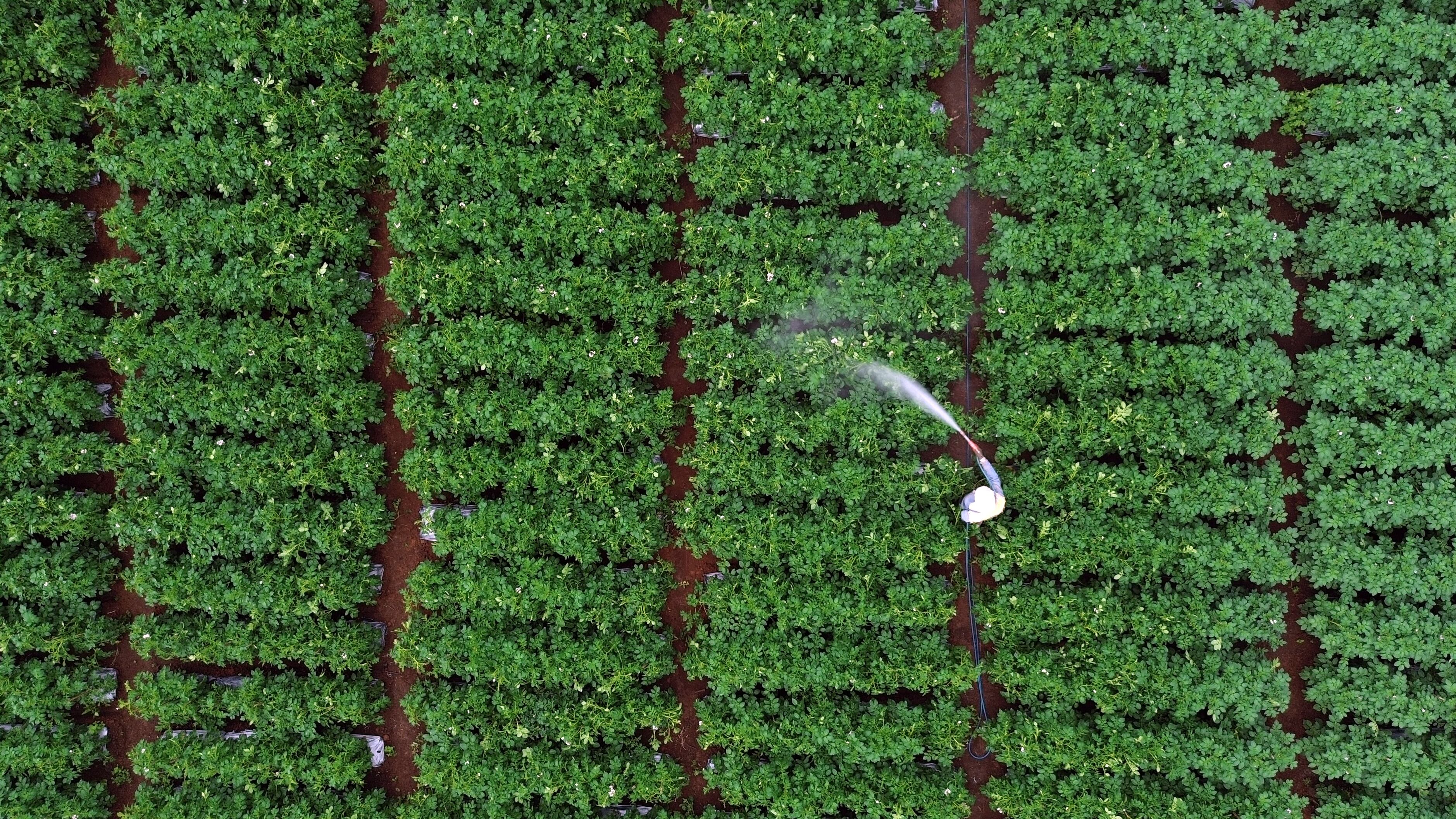 Smart timing, not savings alone: How Agrii’s host farm trials are rethinking fungicide strategy