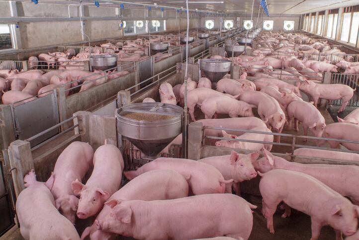 dsm-firmenich adapts as nutritional needs of fattening pigs evolve 