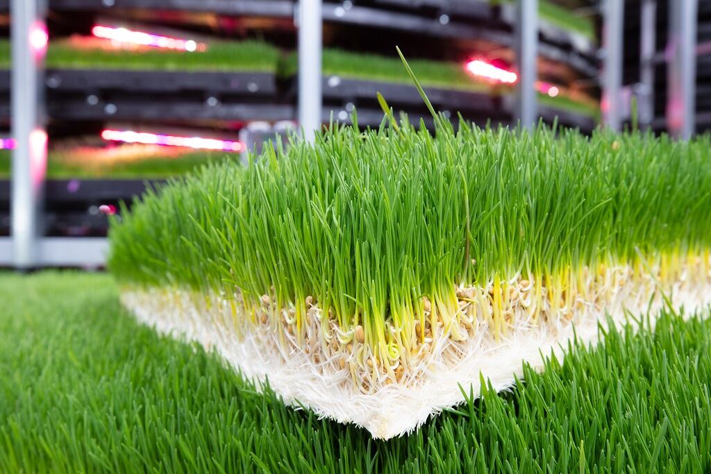 Using-vertical-farms-to-grow-feed-Grov-Technologies-in-Texas-dairy-deal.jpg