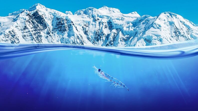 krill.jpg
